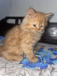 persian cat age 2 month