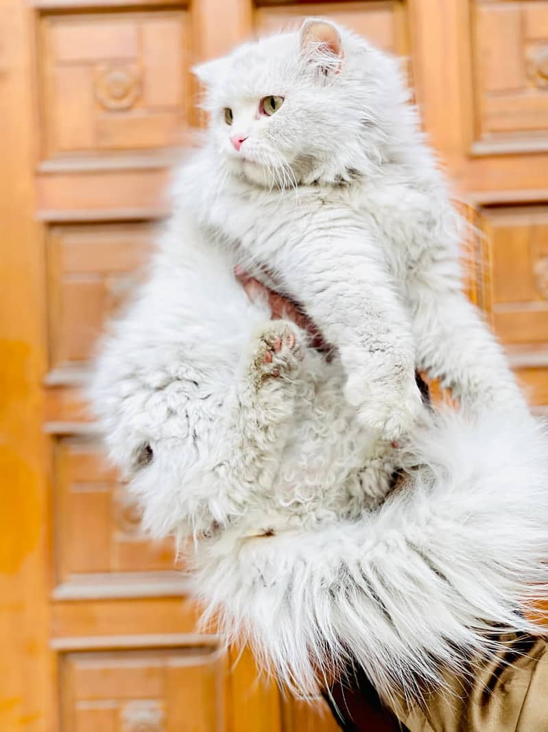 Persian cats / kittens for sale 2