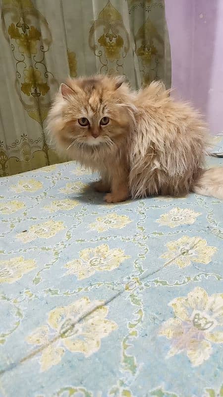 long cort Kitten sami phanch  03088097906 2