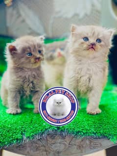 Persian cats / kittens for sale