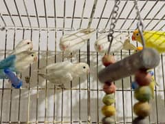 Albino red eyes | fishries | parblue | opline | parrot | love birds