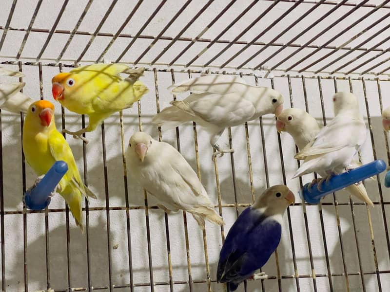 Albino red eyes | fishries | parblue | opline | parrot | love birds 1