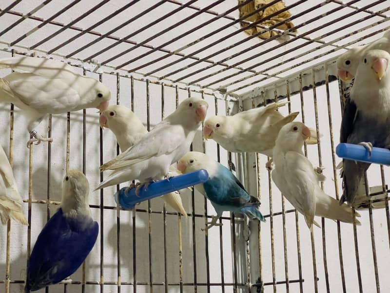 Albino red eyes | fishries | parblue | opline | parrot | love birds 2