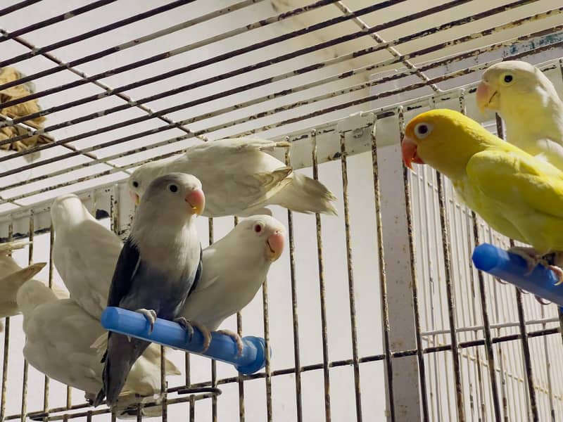 Albino red eyes | fishries | parblue | opline | parrot | love birds 3