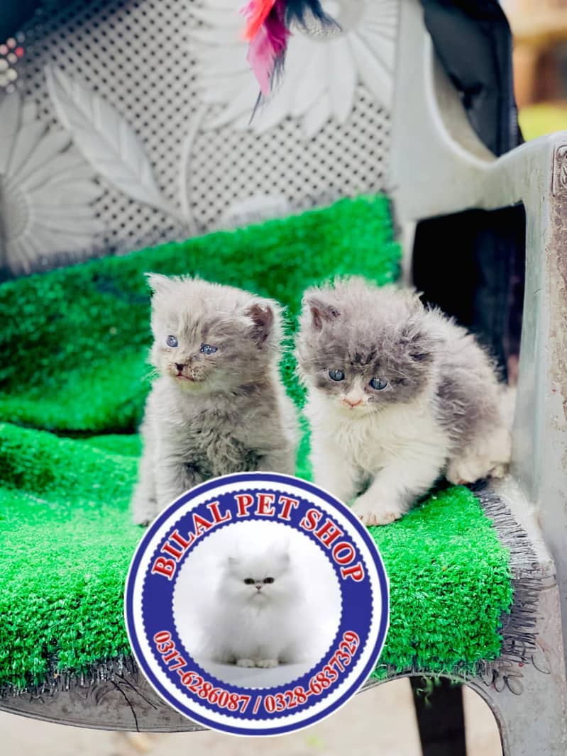 Persian cats / kittens for sale 2