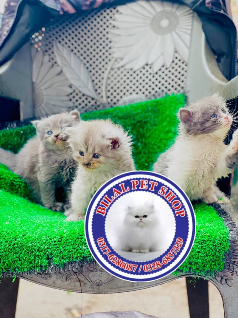 Persian cats / kittens for sale 3