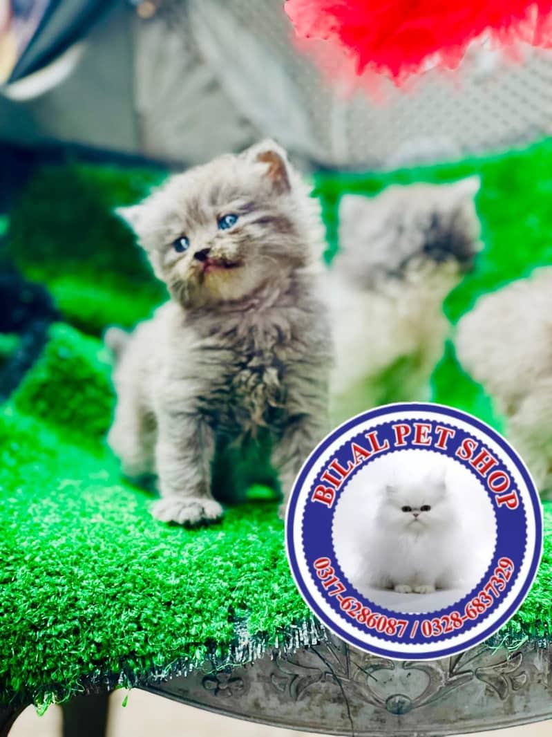 Persian cats / kittens for sale 5