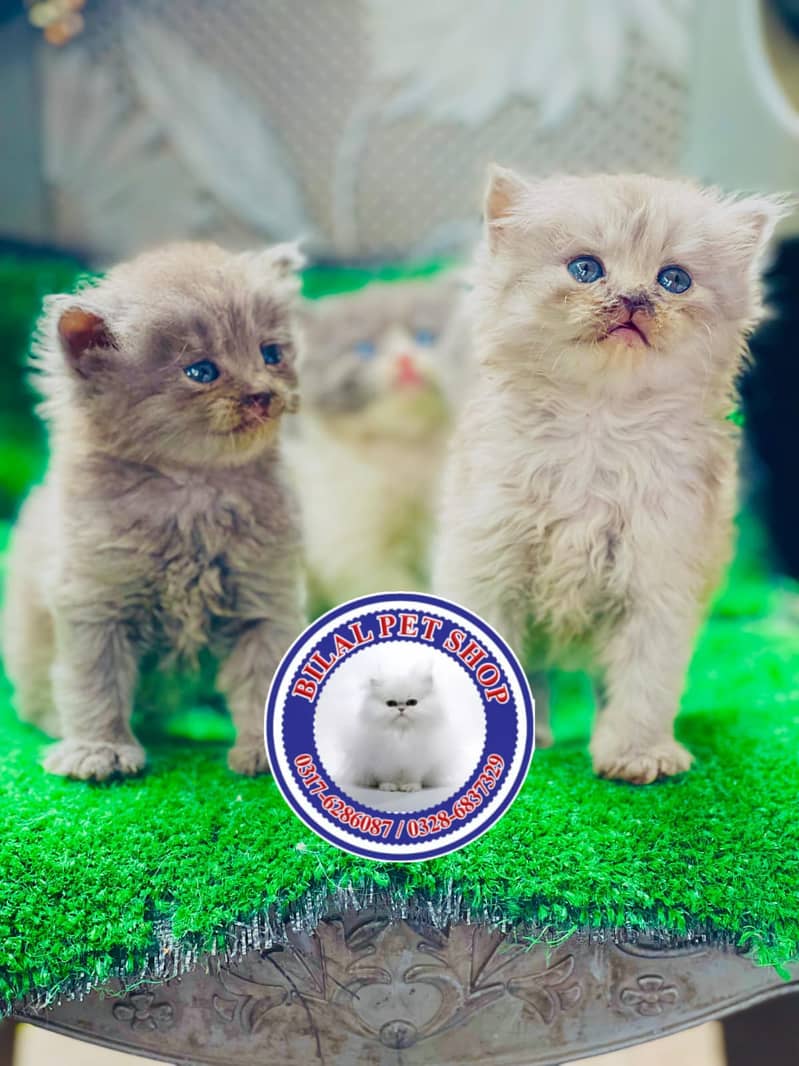 Persian cats / kittens for sale 7