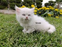 Persian Triple Coated Kittens pair for sale (03049898165)