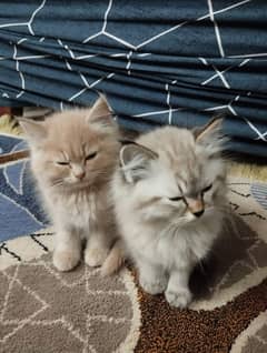 A Pair of Persian Cats