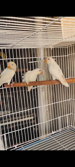 Lovebird I Breeder lovebird I lovebirds pairs for sale