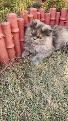 Persian Female Cat