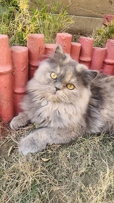 Persian Female Cat Tripple Coat 1