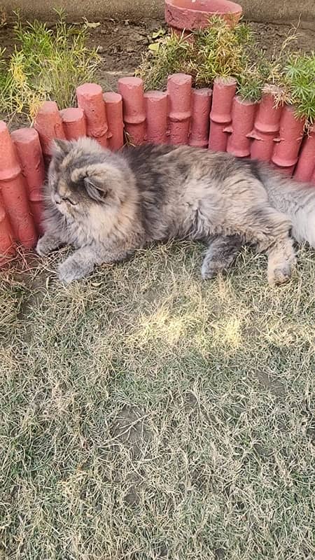 Persian Female Cat Tripple Coat 2