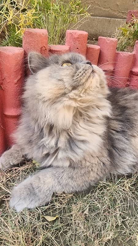 Persian Female Cat Tripple Coat 3