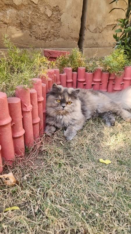 Persian Female Cat Tripple Coat 4