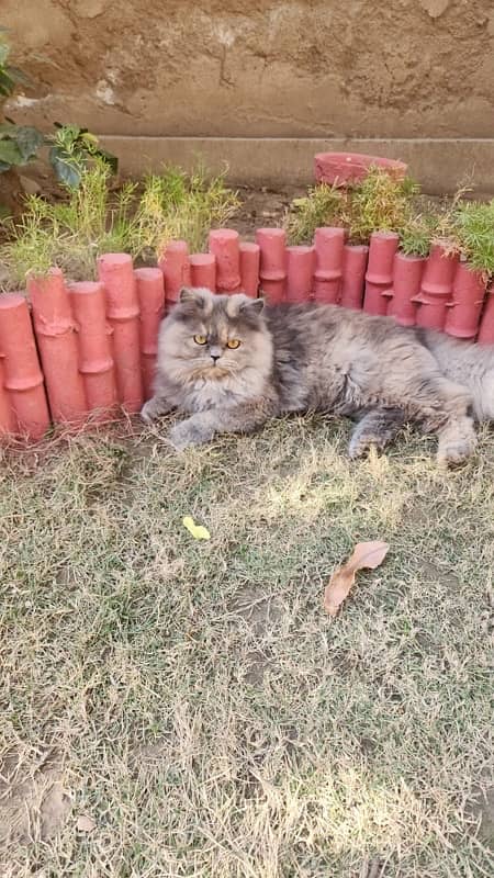 Persian Female Cat Tripple Coat 5