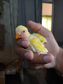 Lovebird