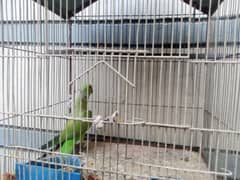 Green ringneck male