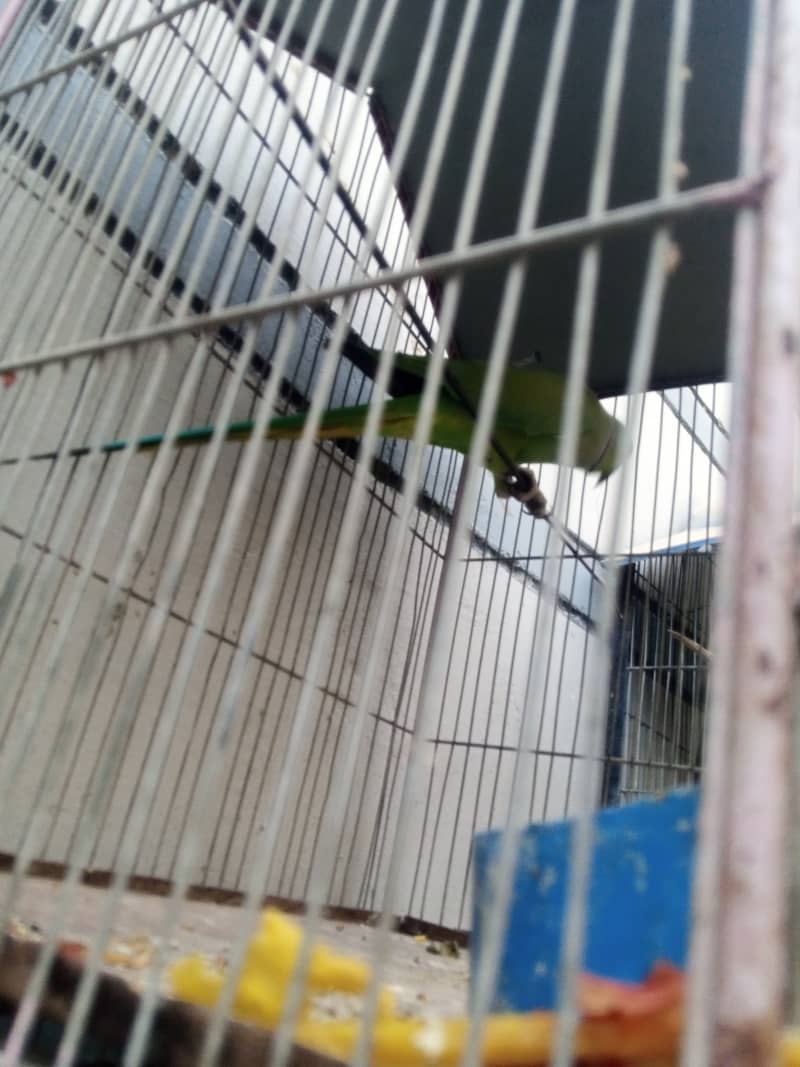 Green ringneck male 1