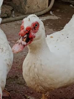 White Muscovy duck