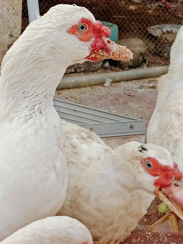 White Muscovy Male 1