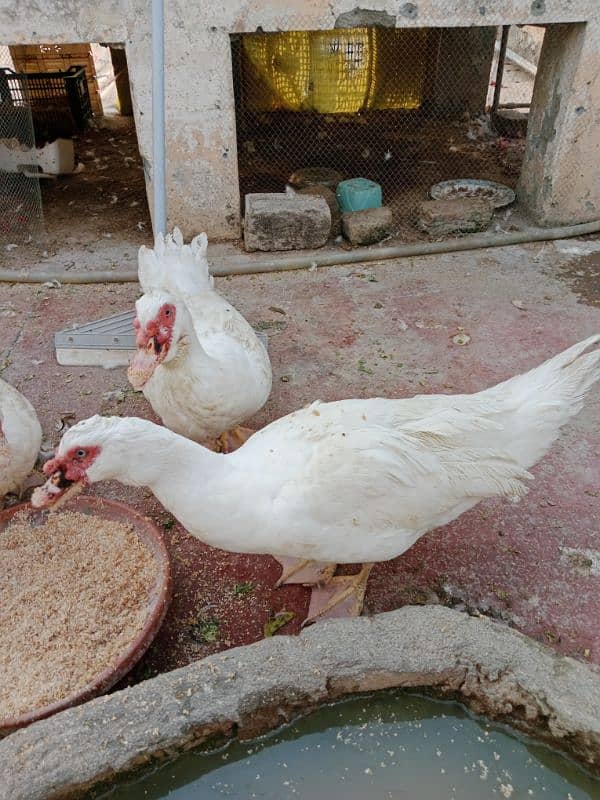 White Muscovy Male 2