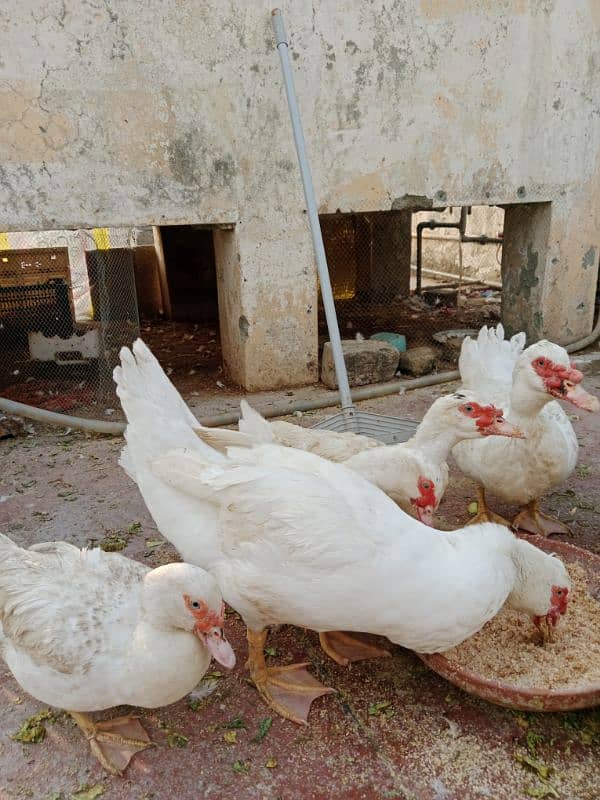 White Muscovy Male 3