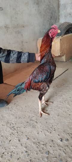 aseel mianwali murg