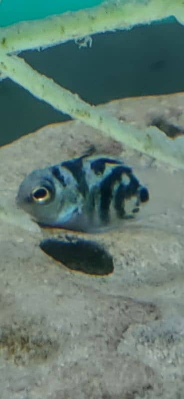 polar blue fish for sale 1