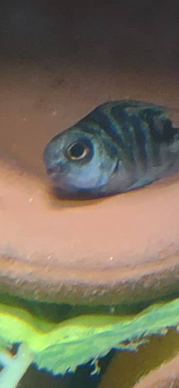 polar blue fish for sale 2