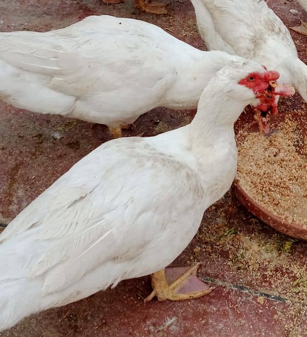 White Muscovy Male 4