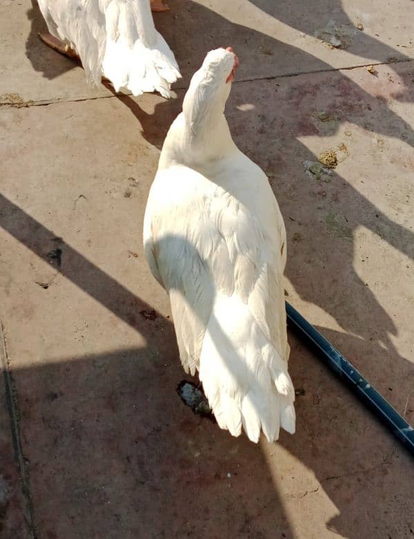 White Muscovy Male 5