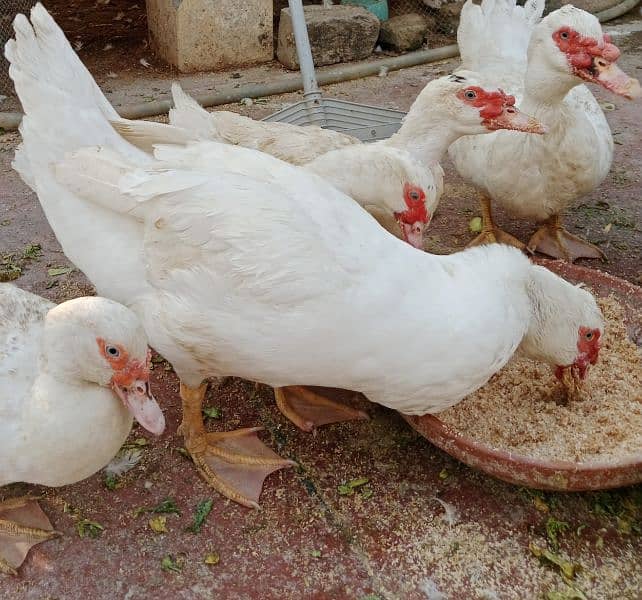 White Muscovy Male 7