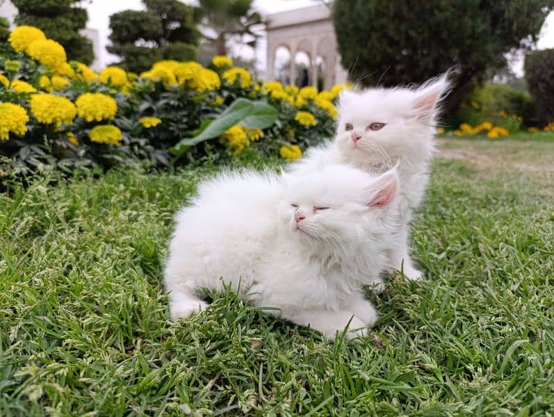 Persian Triple Coated Kittens pair for sale (03049898165) 2