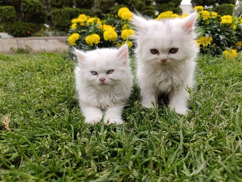 Persian Triple Coated Kittens pair for sale (03049898165) 3