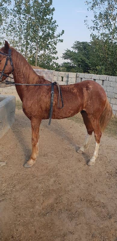 Horse for sale 2