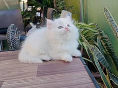 Adorable Persian Kitten for Sale – 65-75 Days Old!