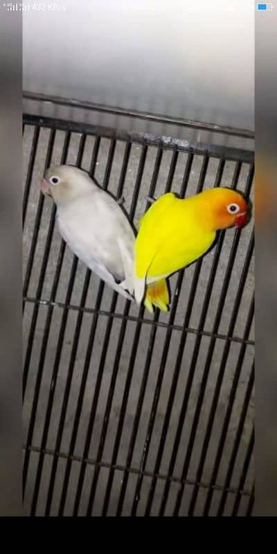 love birds 3