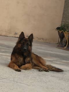 German shepherd long coat non pedigree