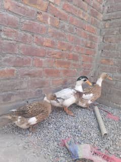 1 Male Duck, 2 Female Ducks