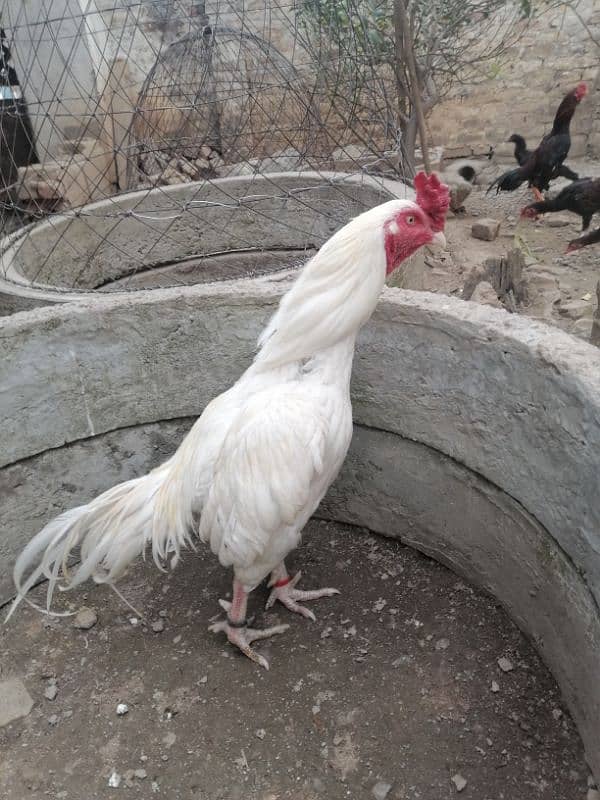 White Heera Male Breeder 0