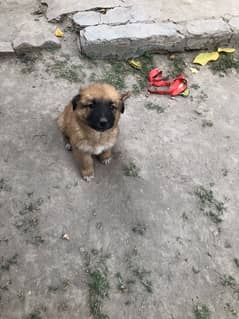 German shepherd and Afghan kuchi cross