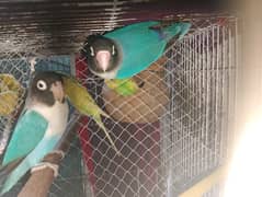 Parrots