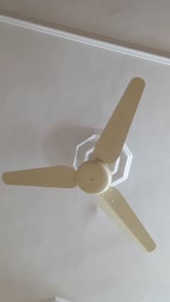 celling fan