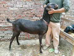 Goat female available