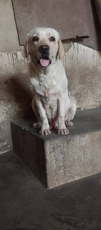 pedigree Labrador male 10