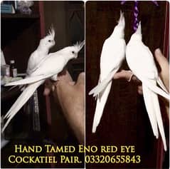 Full Hand tame Eno red eyes cockatiel pair Friendly