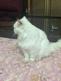 Persian adult triple coat cat