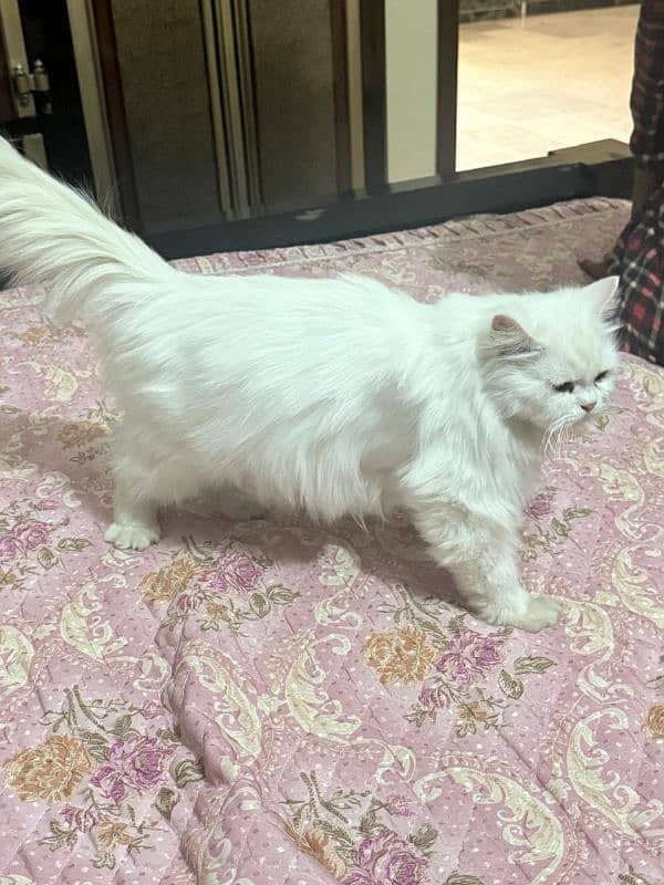 Persian adult triple coat cat 2